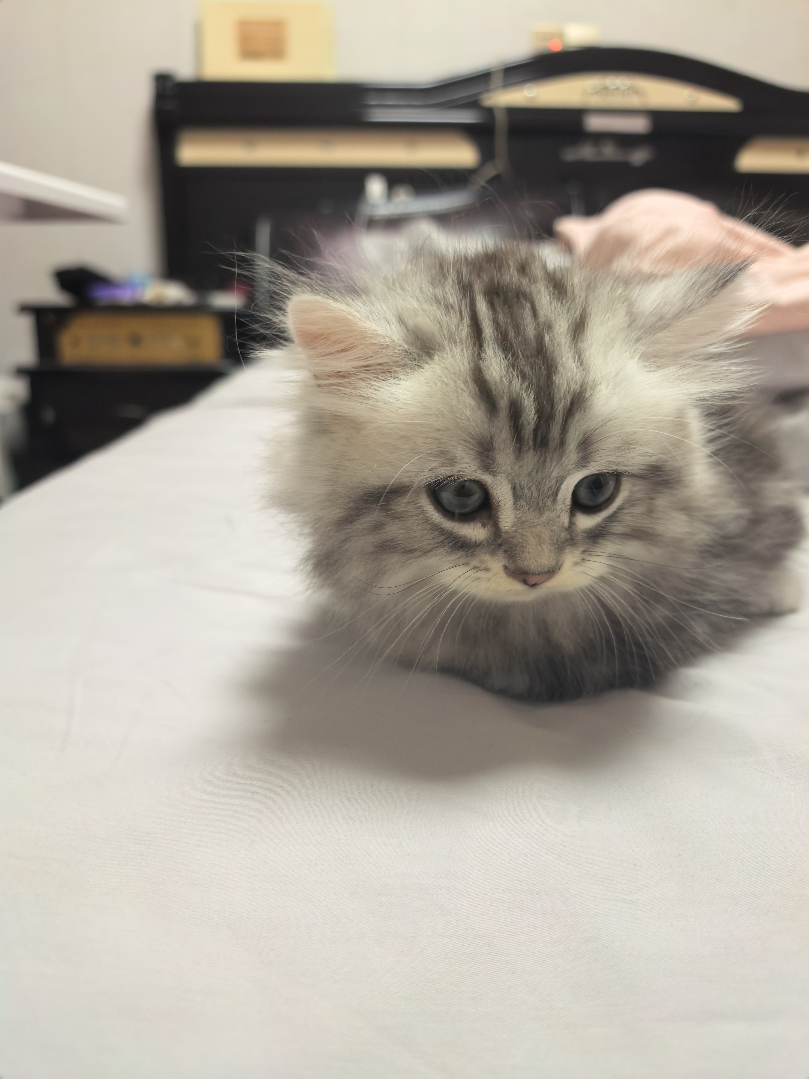 矮脚米努特长毛猫